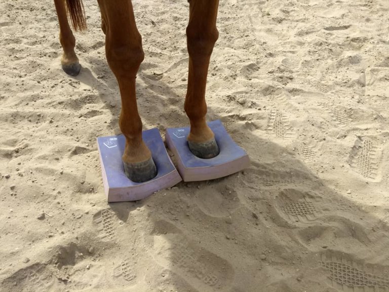 Sure Foot® Equine Stability Program beim Pferd Tierphysiotherpie move